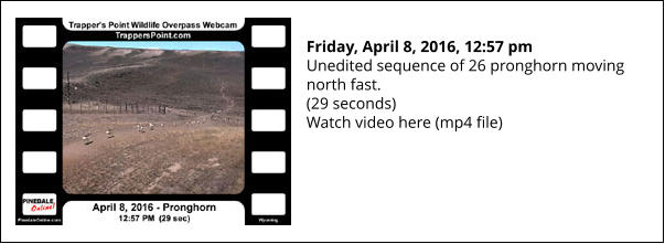 Friday, April 8, 2016, 12:57 pm Unedited sequence of 26 pronghorn moving north fast. (29 seconds) Watch video here (mp4 file)