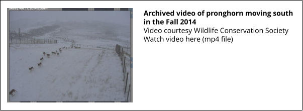 Archived video of pronghorn moving south in the Fall 2014 Video courtesy Wildlife Conservation Society Watch video here (mp4 file)