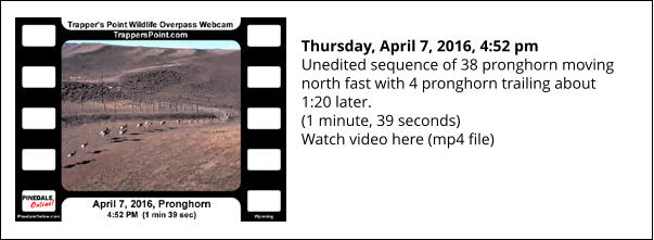 Thursday, April 7, 2016, 4:52 pm Unedited sequence of 38 pronghorn moving north fast with 4 pronghorn trailing about 1:20 later. (1 minute, 39 seconds) Watch video here (mp4 file)